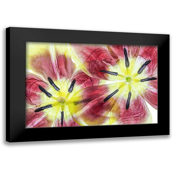 Disher, Mandy 24x17 Black Modern Framed Museum Art Print Titled - Tulips
