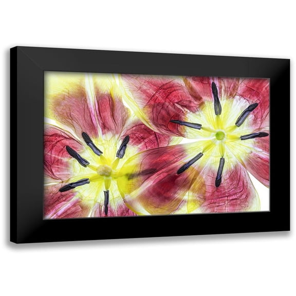 Disher, Mandy 18x13 Black Modern Framed Museum Art Print Titled - Tulips