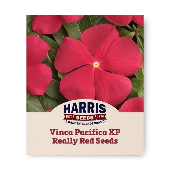 Harris Seeds Vinca Pacifica XP Really Red Flower Seeds, Upright Habit, 500 Count