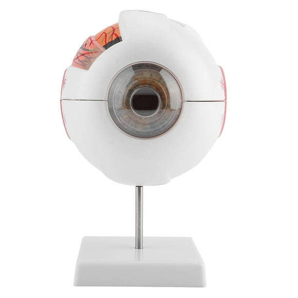 6X Removable Human Eye Eyeball Model, Classroom Teaching Equipment with Anatomy Study, Detailed Internal Structure