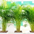thumbnail image 6 of American Plant Exchange Areca Palm Houseplant in 4" Pot, Pet Friendly, Air Purifying, 6 of 7