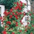 thumbnail image 4 of Blaze Dormant Bare Root Climbing Rose, Includes one dormant plant per order, 4 of 4