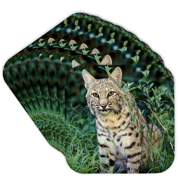 3drose, Bobcat Wildlife - Na02 Aje0286 - Adam Jones, Set of 8 Coasters - Soft