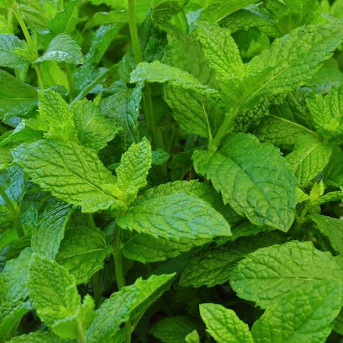 mint seeds mint seeds