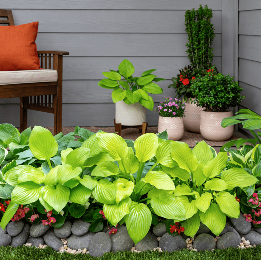 Expert Gardener 2QT Green Hosta Live Perennial Plant Sun 3-Pack