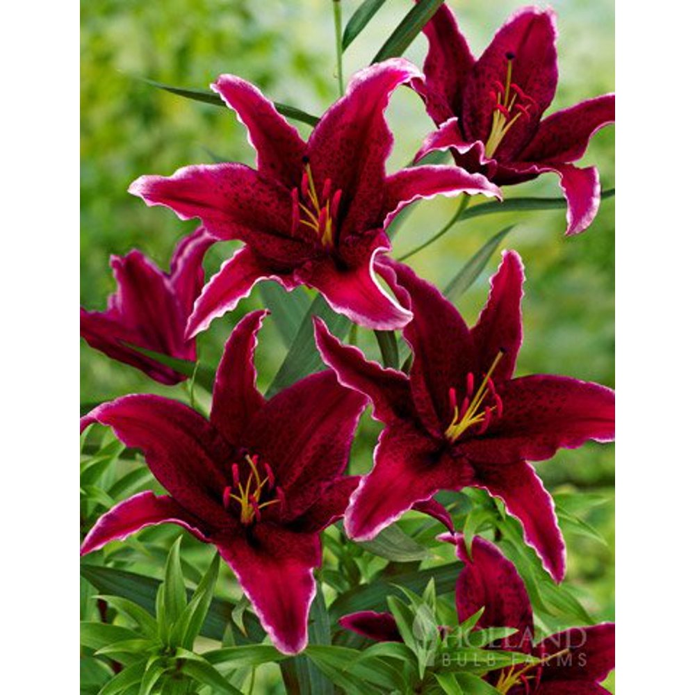 Sumatra Oriental Lily – 3 Bulbs Per Package - Walmart.com - Walmart.com