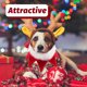 thumbnail image 5 of ColoMX Pet Buff Bab Bib Dogs Cats Pets Decoración de Navidad Collar de Navidad con campanas, 5 of 8
