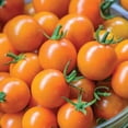 thumbnail image 5 of Tomate hybride Burpee en nid d’abeille, 5 of 5