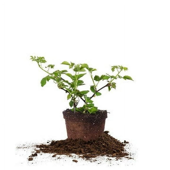 Cricket's Nursery Arapaho Blackberry Live Plant in Grower Pot, Thornless