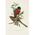 thumbnail image 2 of Gould, John 13x18 Black Ornate Wood Framed with Double Matting Museum Art Print Titled - Elegant Trogons I, 2 of 4