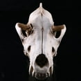 thumbnail image 2 of Lifelike Wolf Jackal Skull Resin Head Skeleton Figurine Aquarium, 2 of 9
