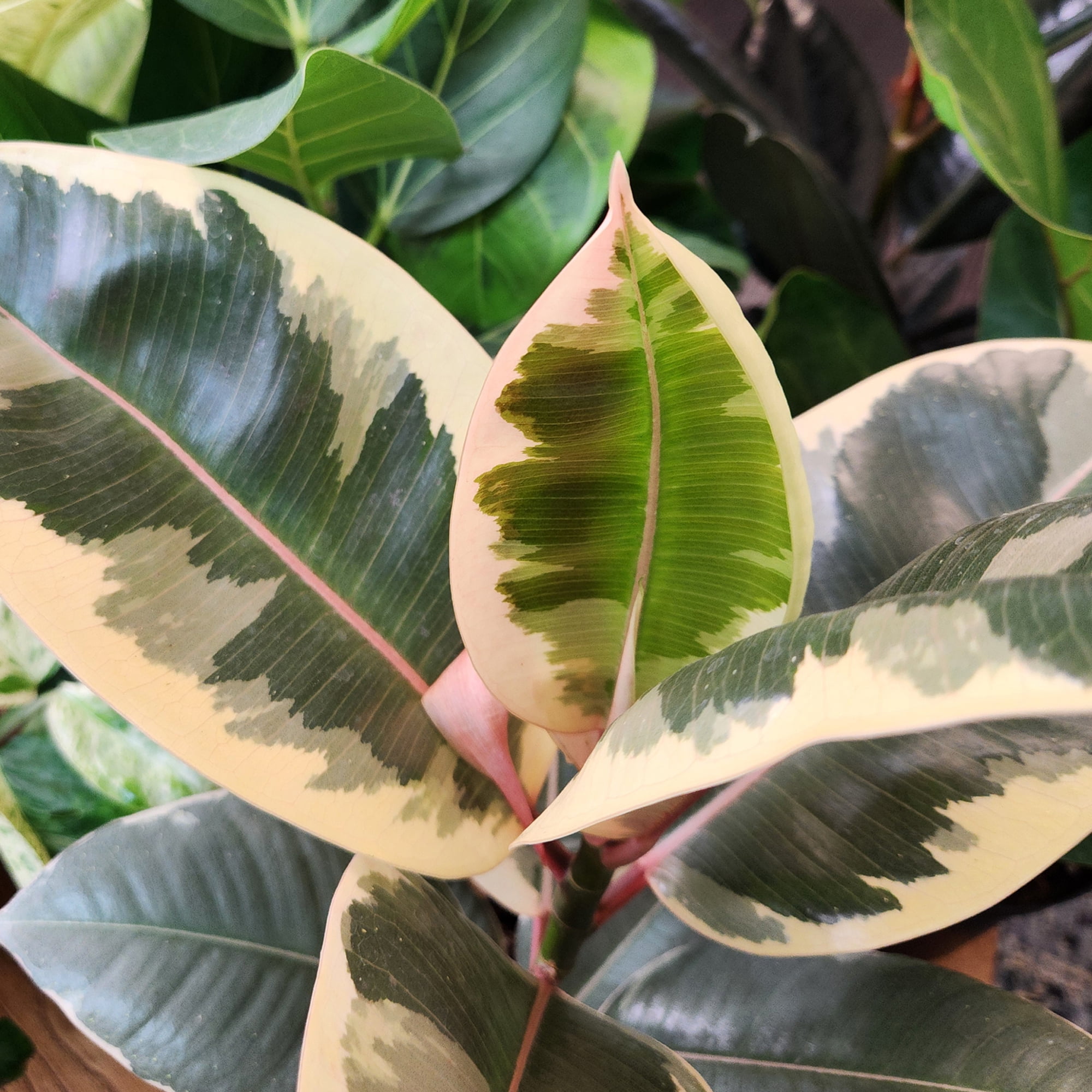 Element Ficus Tineke Variegated Tree in 6" White Decor Pot (Approx 15" Tall) Live Plant