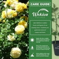 thumbnail image 6 of Julia Child Rose Bush - 2 Live Starter Plants in 2 Inch Pots - Beautifully Fragrant Roses from Florida - A Beautiful Rose with Shapely Deep Golden Blooms, 6 of 6