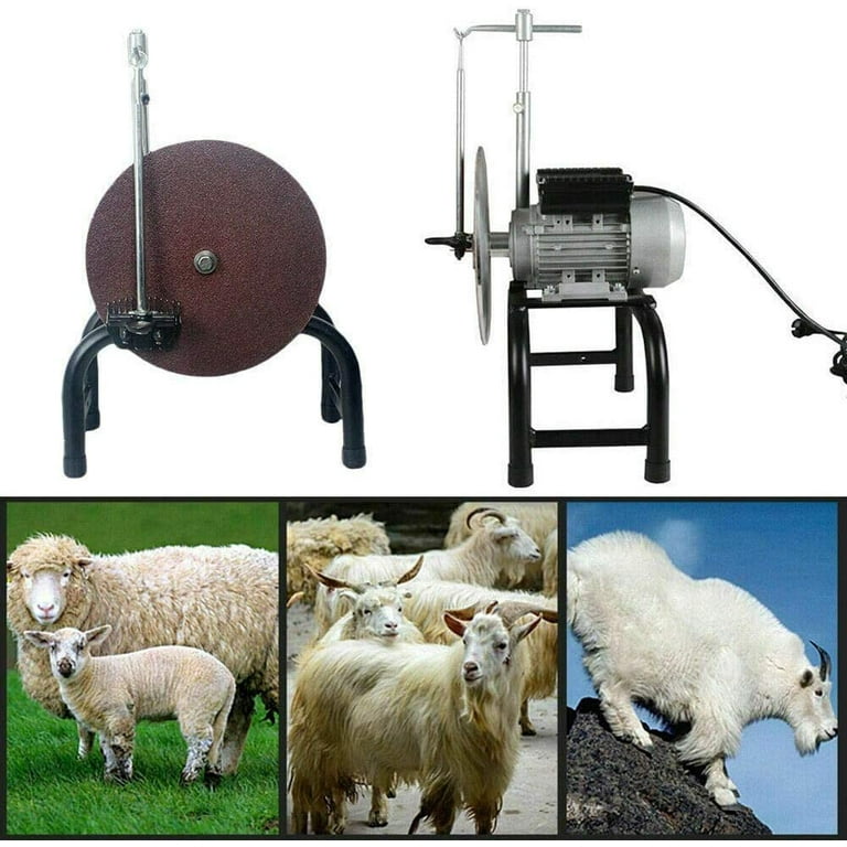 Sheep Shear