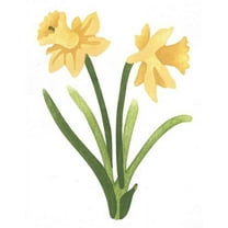 Large Daffodil Wall Stencil SKU #3040B by Designer Stencils