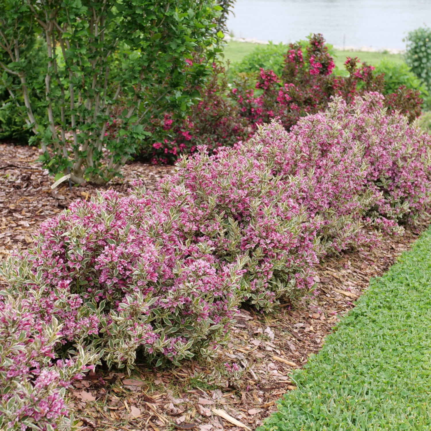Proven Winners ColorChoice 5" My Monet Purple Effect Weigela Live Plant in 4.5" Pot (4 Count)