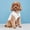 A, variant on Dog Clothes Lightweight Breathable Dog Polo Shirt Soft Cotton Sleeveless Pet T-Shirt Summer Fashion Outfit for Small Medium Dogs Cats Puppies Daily Wear