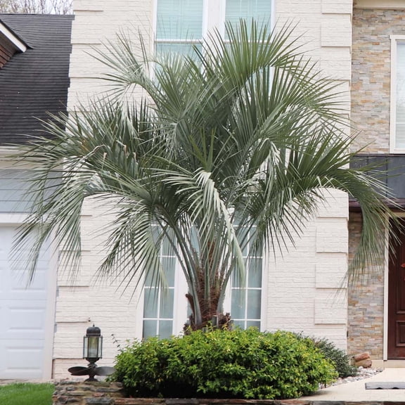 Brighter Blooms - Pindo Palm, 3 gal - No Shipping to AK, AZ, HI