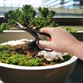 thumbnail image 5 of BambooMN Bonsai Basics Set - 7.2" Trimming Shears & 7" Heavy Duty Butterfly Shear - 3 Sets, 5 of 7