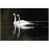 Trademark Art "Twin Swans" by Kurt Shaffer