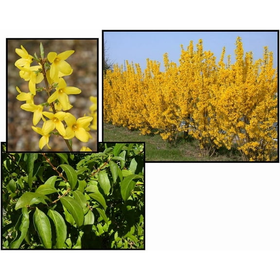 RedCrocus Forsythia intermedia Lynwood Gold - Fast-Growing, Fragrant Shrub for Garden & Landscape - Hardy & Attracts Pollinators  3 Gallon