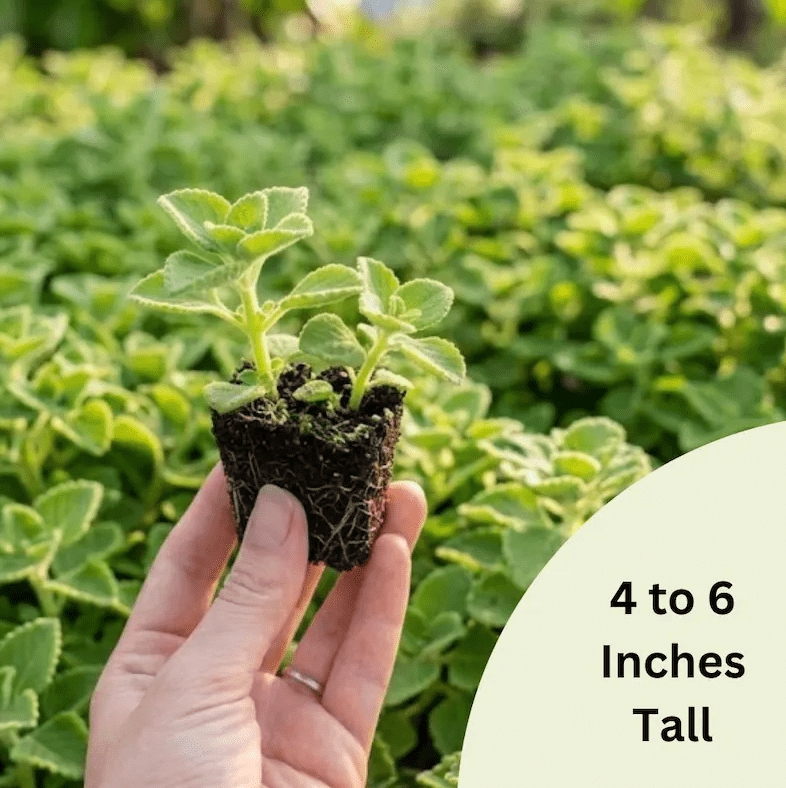 Set of 2 Cuban Oregano Live Plants 4-6 Inch Tall, Mexican Mint & Spanish Thyme Herb Plants, Fragrant Indoor & Outdoor Garden Herb