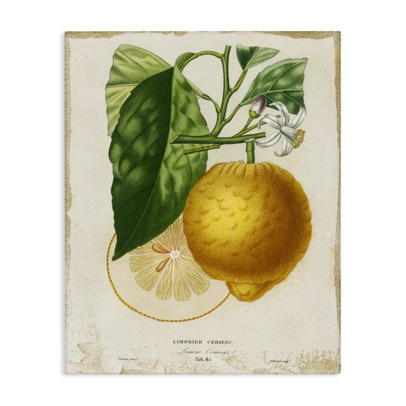 Stupell Industries Traditional Vintage French Lemon Blossom Canvas Art, 16 x 20, by Studio W