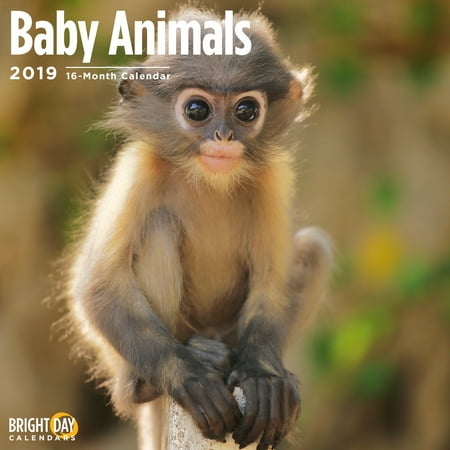 Monkeys Calendar - Baby Animals 2019 Wall Calendar 12 x 12 Inches Cute Animal Monkey Photography Gift