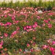 Perfect Plants Pink Drift® Rose 3 Gallon