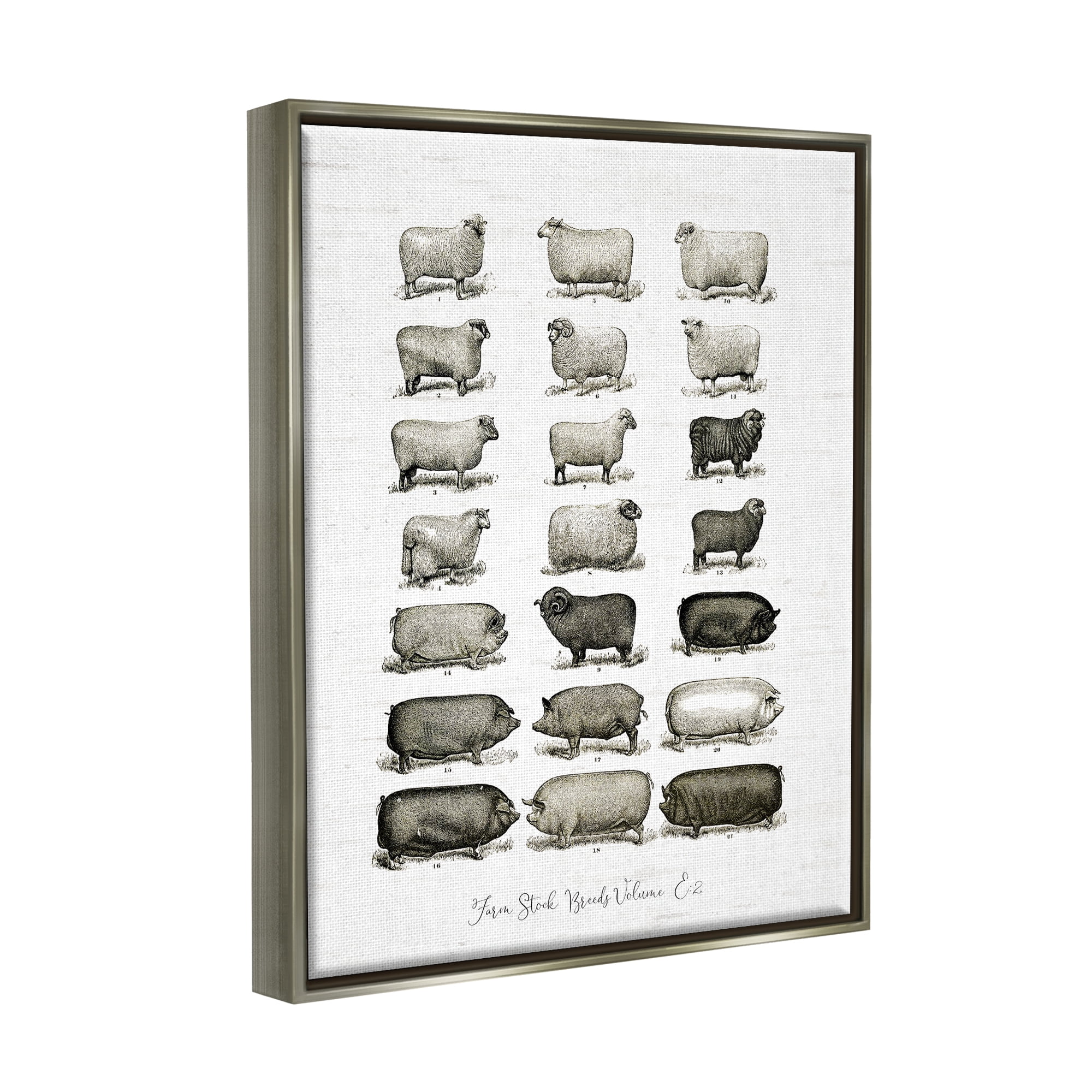 Stupell Industries Farm Animal Breeds Pigs Sheep Diagram Chart Graphic Art Luster Gray Floating Framed Canvas Print Wall Art, Design by Lettered and Lined