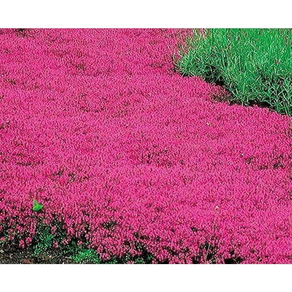 Mother Nature's Seeds 500 Creeping Thyme Wildflower Plant Seeds