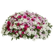 Proven Winner 2G Combo Blind Love