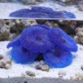 thumbnail image 4 of Nestingho De Coral Decorativo Azul Para De Peces Con Duradero Y Sin Mantenimiento, 4 of 8
