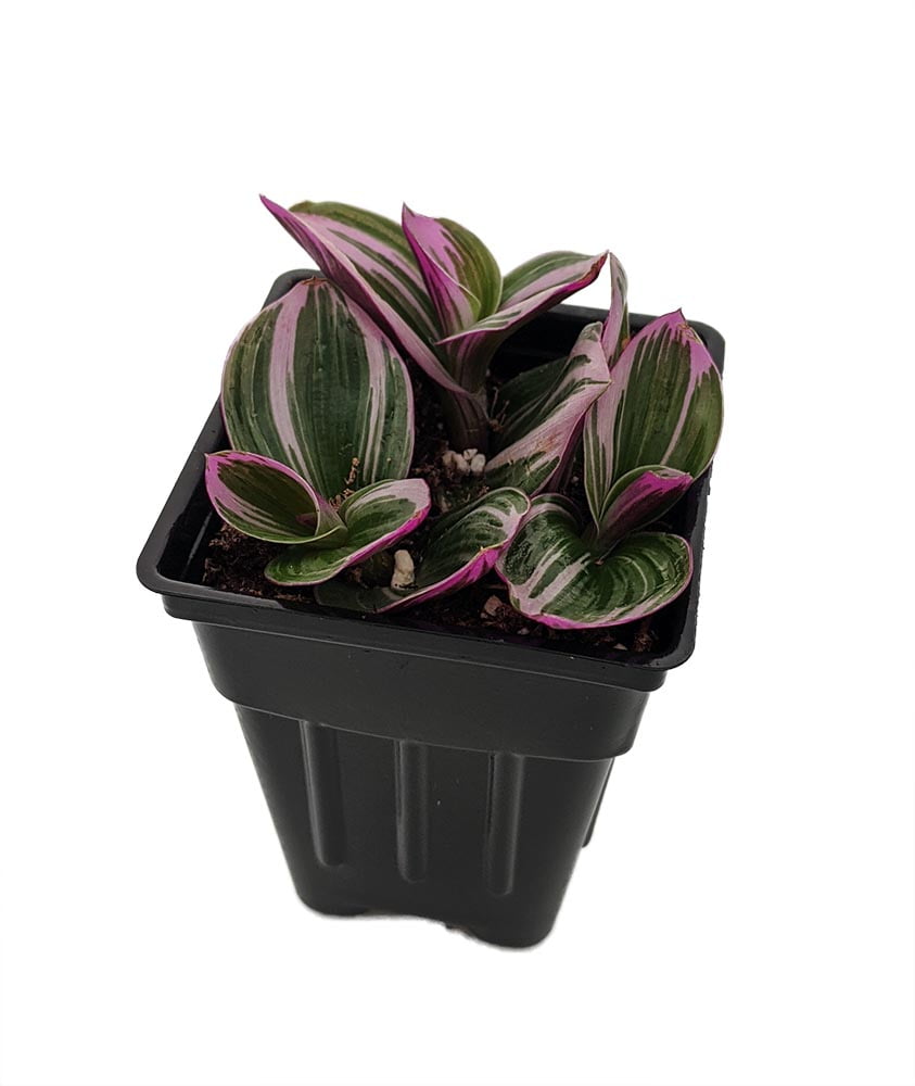 Hirt�s Pink Tricolor Wandering Jew Tradescantia 2.5