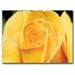 thumbnail image 2 of Trademark Art "Yellow Rose Close Up" by Kurt Shaffer, 2 of 2