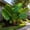 Mix-D, variant on Elephant Ear, Easy Grow- Ideal for Beds Borders-Low Maintenance, -Plant Pots & Planters,