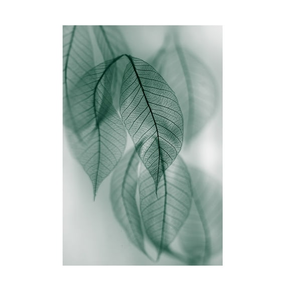 Canvas Wall Art - Shihya Kowatari 'Leaf' Wall Art for Living Room, Bedroom, or Office Décor by Trademark Fine Art - 12 x 19 Inches