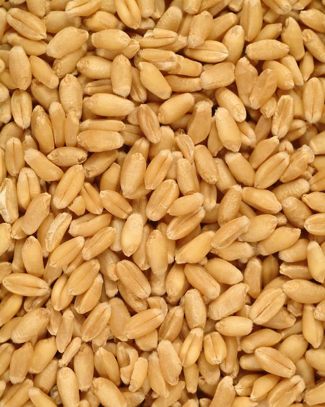 Natural Loose Wheat Kernels 5 LB Bag Single Bag