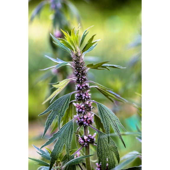 50 MOTHERWORT (Lions Tail / Heartwort) Leonurus Cardiaca Herb Flower Seeds