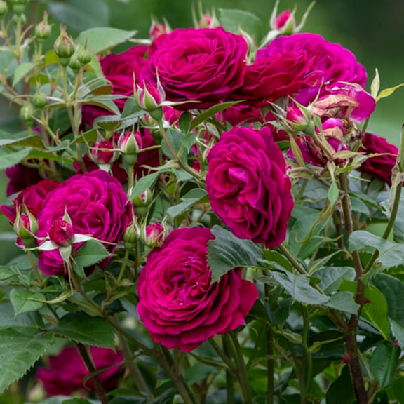 Celestial Night Purple Flowering Floribunda Rose Bush Dormant Bare Root Starter Plant, One Plant per Offer