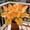 MidnightBlue-d, variant on Fast Growing, Hostas Planting-(Non-Artificial)- Garden Stakes-Bloom Year After Year, Home Decoration-Ornamental-PremiumBeautiful Gift Garden-
