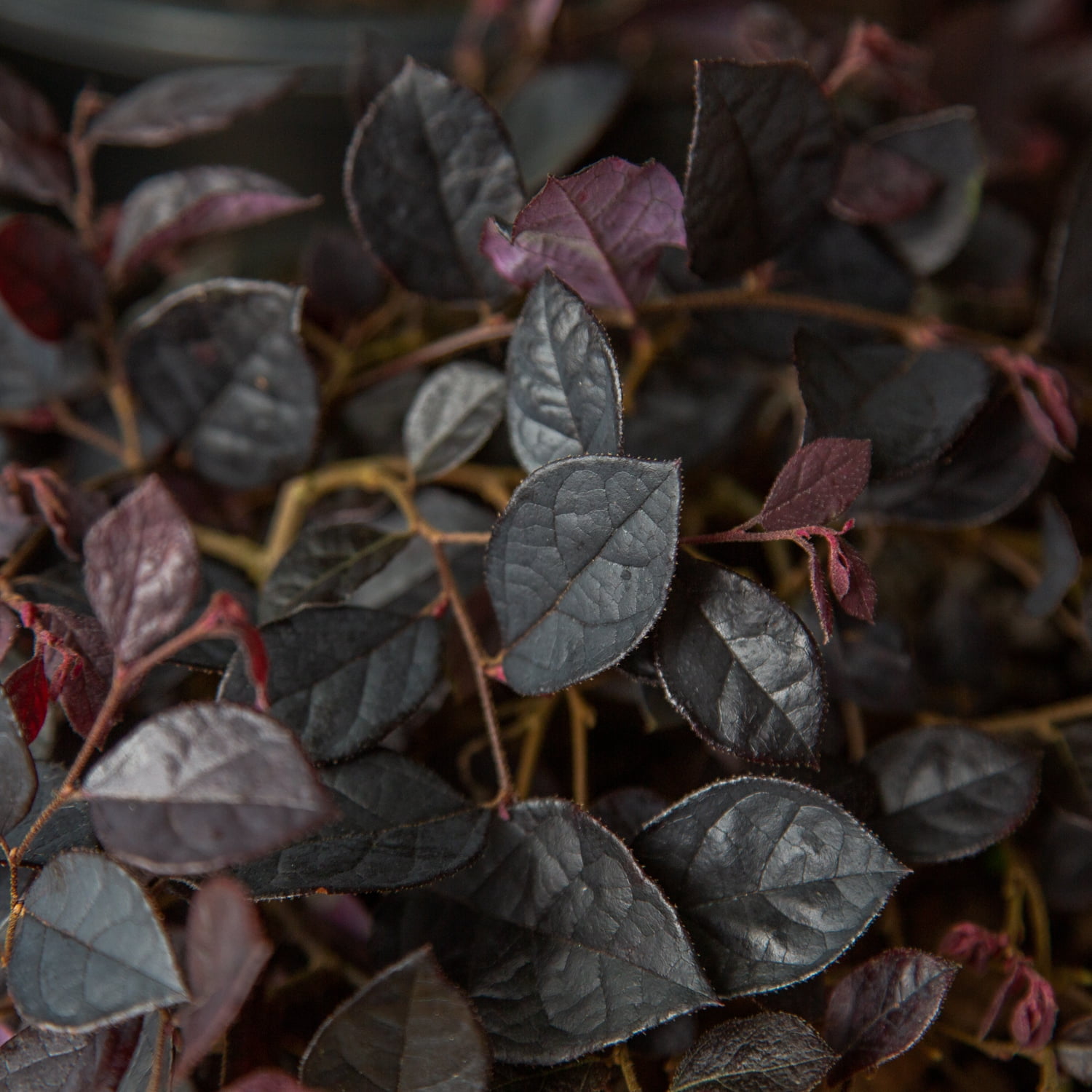 Southern Living Purple Pixie Loropetalum Live Shrub in 3-Gallon Grower Pot