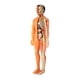 thumbnail image 2 of Xihbxyly Modelo de Anatomía Humana, Rompecabezas Educativo de Esqueleto, Juguete de Construcción de Pvc, Ensamblaje de Órganos, Herramienta de Aprendizaje Científico, Uso Multiescenario, Apto para Ma, 2 of 7
