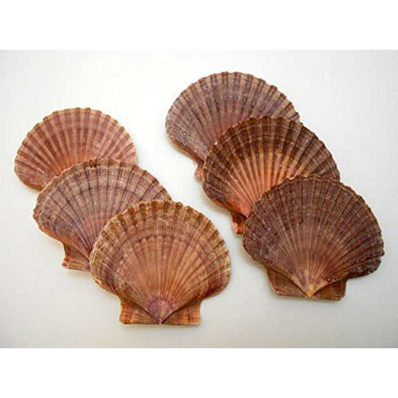 Lot of 12 Beautiful Mexican Flat Scallops Shells Seashells (about 3") Beach Wedding Nautical Crafts Coastal Decor