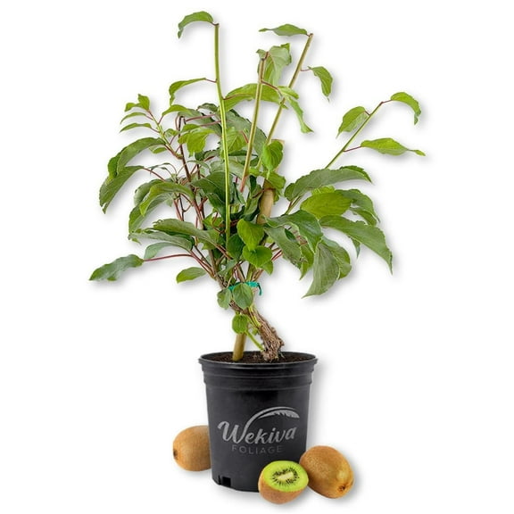 Kiwi Fruit Tree - Live Plant in a 1 Gallon Growers Pot - Actinidia Deliciosa - Beautiful Edible Vining Fruit Bearing Tree for Patio and Garden