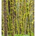 thumbnail image 2 of Wild, Jamie and Judy 12x13 Black Ornate Wood Framed with Double Matting Museum Art Print Titled - Washington State-Central Cascades-Moss covered Red Alder forest, 2 of 4
