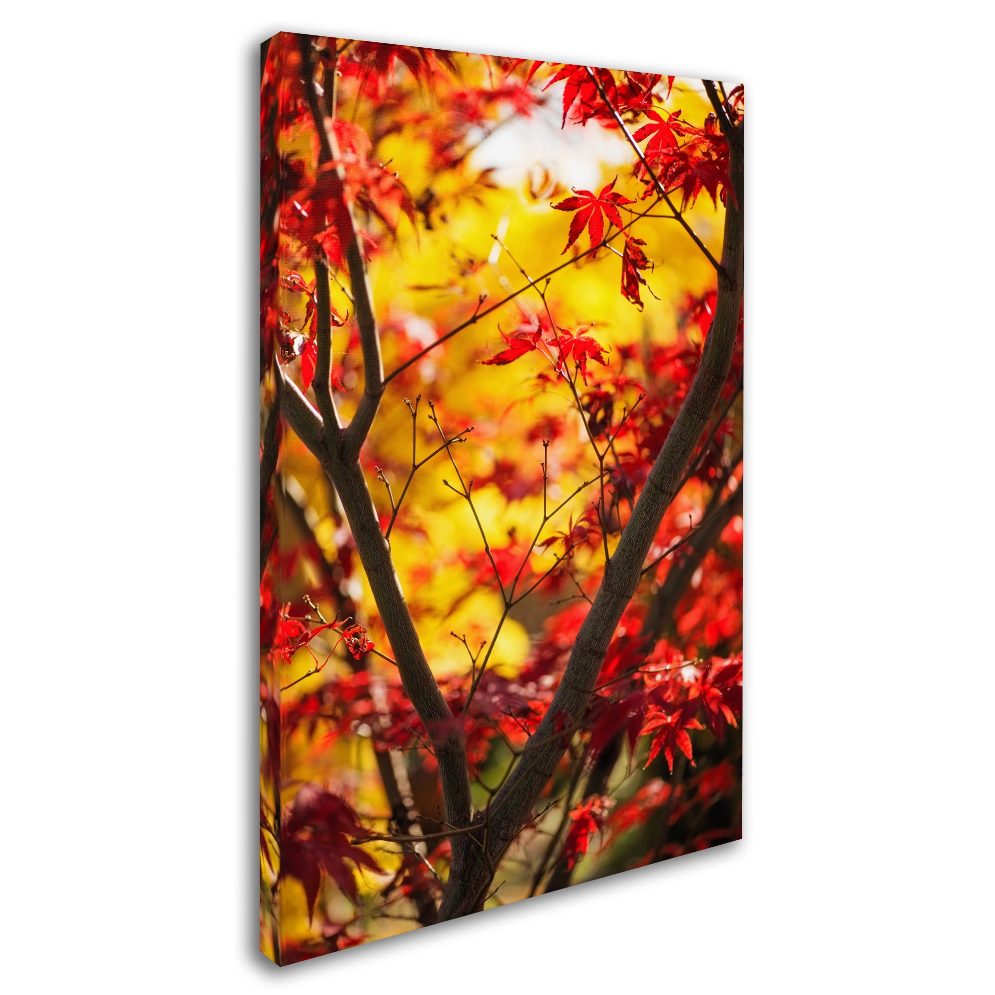 Trademark Fine Art "Morning Jive" Canvas Art by Philippe Sainte-Laudy