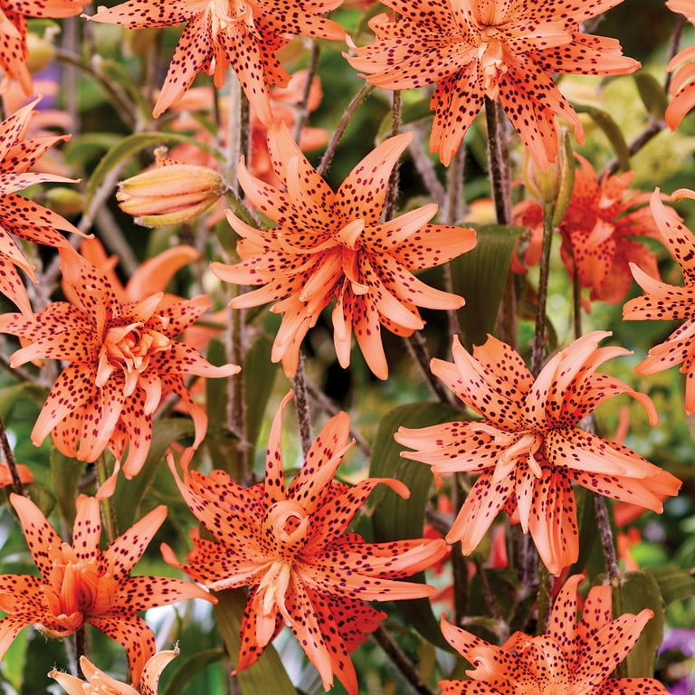 Van Zyverden Lily Double Tiger Orange (Set of 3 Dormant