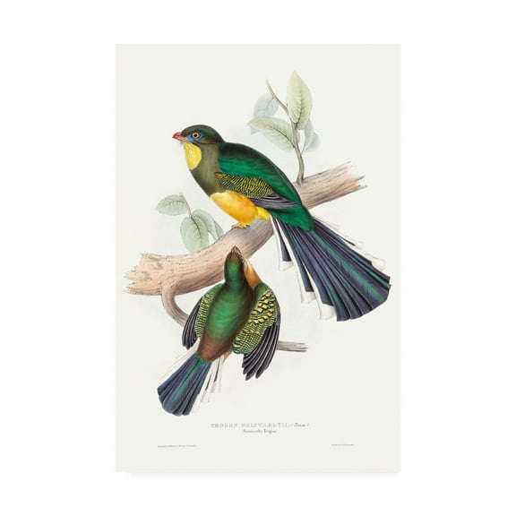 Trademark Fine Art Animals Canvas Art ' Tropical Trogons I ' by John Gould