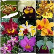 5 Live Orchid Plants (Cattleya, Oncidium, Dendrobium, Vanda, and Phalaenopsis ) Premium Beautiful Orchids - Angels Orchids
